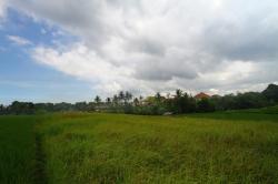 Kayu Tulang Land
