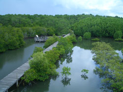 mangrove-bali-in