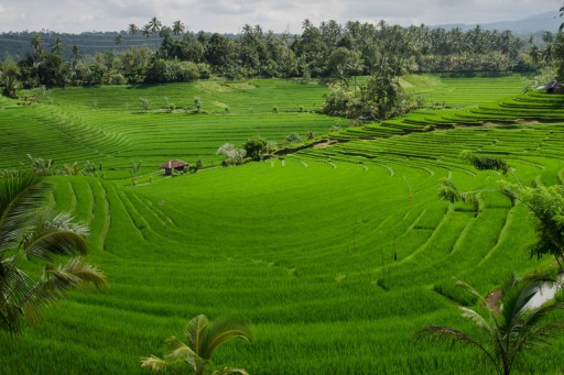 Bali Ability to Feed Itself in Doubt  