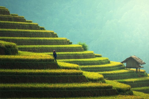 Bali Rice Terraces a Part of World Heritage