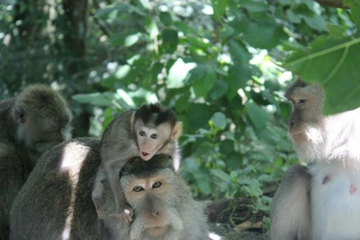 Ubud to Raise its Game?